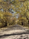 the yellow trees created a tunnel over the road Royalty Free Stock Photo