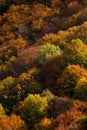 Yellow trees in the dense forest during the autumn season on a sunny day Royalty Free Stock Photo