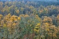 Yellow Trees in Dense Forest Royalty Free Stock Photo