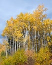 Yellow trees in fall in the Washington Cascades with straight trunks Royalty Free Stock Photo