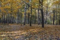 Yellow trees and the last warm days in the autumn park Royalty Free Stock Photo