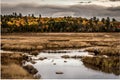 Yellow Trees Line the Edge of Brown Marsh in Maine