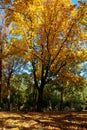 Yellow trees in the period of golden autumn