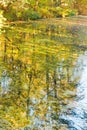 Yellow trees reflected in water of pond Royalty Free Stock Photo