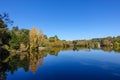 Autumn shot of golden yellow trees around lake against pure blue sky. Daylesford, VIC Australia. Royalty Free Stock Photo