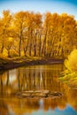 Yellow trees and river and blue sky. Royalty Free Stock Photo