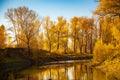 Yellow trees and river and blue sky. Royalty Free Stock Photo