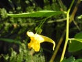 A Yellow trefoil