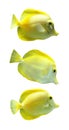 Yellow Trigger fish isolated Royalty Free Stock Photo