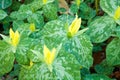 Yellow Trillium