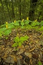 Yellow Trillium, Great Smoky Mtns Royalty Free Stock Photo