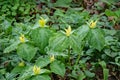 Group of Large Yellow Trillium - Trillium luteum