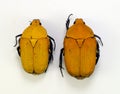 Yellow tropical beetles Euchroea oberthuri from Madagascar. Cetoniidae Royalty Free Stock Photo