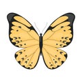 Yellow Tropical Butterfly, Beautiful Colorful Flying Insect for Decorative Element Vector Illustration