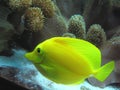 Yellow tropical fish