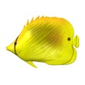 Yellow tropical fish Royalty Free Stock Photo