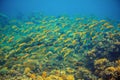 Yellow tropical fish scho. Coral reef underwater photo. Yellow fish shoal. Tropical seashore snorkeling or diving Royalty Free Stock Photo