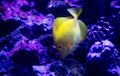 Yellow tropical fish swimming in the blue water of the aquarium with corals Royalty Free Stock Photo