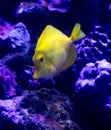 Yellow tropical fish swimming in the blue water of the aquarium with corals Royalty Free Stock Photo