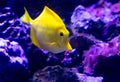 Yellow tropical fish swimming in the blue water of the aquarium with corals Royalty Free Stock Photo