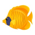 Yellow tropical fish. Zebrasoma vector illustration. Aquarium animal isolated on white
