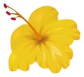 Yellow tropical flower. Bright hibiscus blossom. Exotic plant