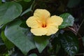 Yellow tropical flower