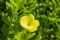 yellow tropical flower with a green leaves