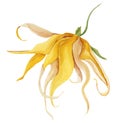 Yellow tropical flower ylang ylang watercolor illustration