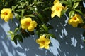 Yellow tropical flowers