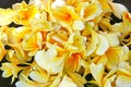 Yellow tropical flowers Royalty Free Stock Photo