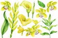 Yellow tropical flowers, callas, orchids, bromeliad. Watercolor botanical illustration on isolated white background Royalty Free Stock Photo