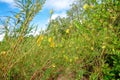 Yellow tropical flowers of Dicots grow wild. Seychelles Royalty Free Stock Photo