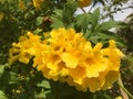 Yellow tropical flowers with green foliage