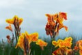 Yellow tropical summer orange exotic flower filed with blue sky nature background Royalty Free Stock Photo