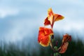 Yellow tropical summer orange exotic flower filed with blue sky nature background Royalty Free Stock Photo