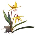 Yellow Trout lily - Erithronium americanum