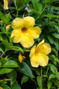 Yellow trumpet or allamanda cathartica flowers close up in the garden Royalty Free Stock Photo