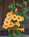 Yellow Trumpet Creeper vine growing over a fence Royalty Free Stock Photo