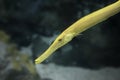 Yellow trumpet fish