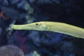 Yellow trumpet fish