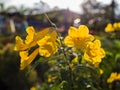 Yellow Trumpet Flower Against Sun Light