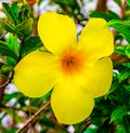 Yellow trumpet flower Allamanda Cathartica on the grounds of St. Paul`s Cathedral Abidjan Ivory Coast.
