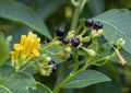 Yellow trumpet flower and budding purple berries in a flower bed in Dallas, Texas.