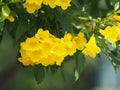 Yellow trumpet flower, ellow elder, Trumpetbush, Tecoma stans blurred of background beautiful in nature Flowering into a bouquet o Royalty Free Stock Photo