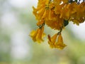 Yellow trumpet flower, ellow elder, Trumpetbush, Tecoma stans blurred of background beautiful in nature Flowering into a bouquet o Royalty Free Stock Photo