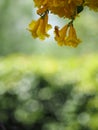 Yellow trumpet flower, ellow elder, Trumpetbush, Tecoma stans blurred of background beautiful in nature Flowering into a bouquet o Royalty Free Stock Photo