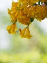 Yellow trumpet flower, ellow elder, Trumpetbush, Tecoma stans blurred of background beautiful in nature Flowering into a bouquet Royalty Free Stock Photo