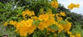 yellow trumpet flower, (Tecoma Stans) plant on the side of the road