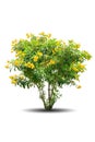 Yellow Trumpet flower tree isolated on white background. Royalty Free Stock Photo